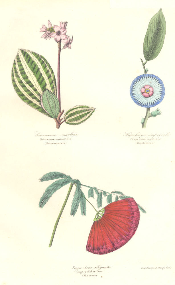BOTANICALS. eriocuema marmorata; Napoleona imperialis; jnga pulcherrima 1852